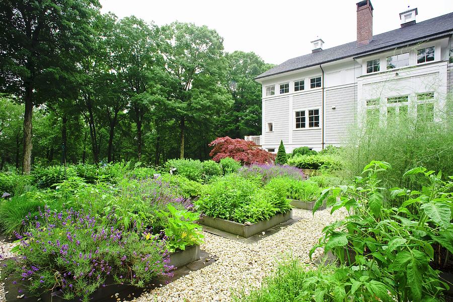 A Garden With Gravel Paths And Beds Of Herbs Photograph by John M. Hall Photographs