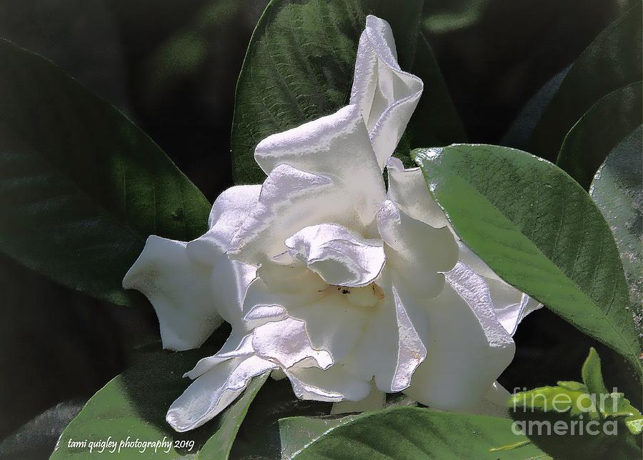 A Gardenia Grows In Dixie Photograph by Tami Quigley