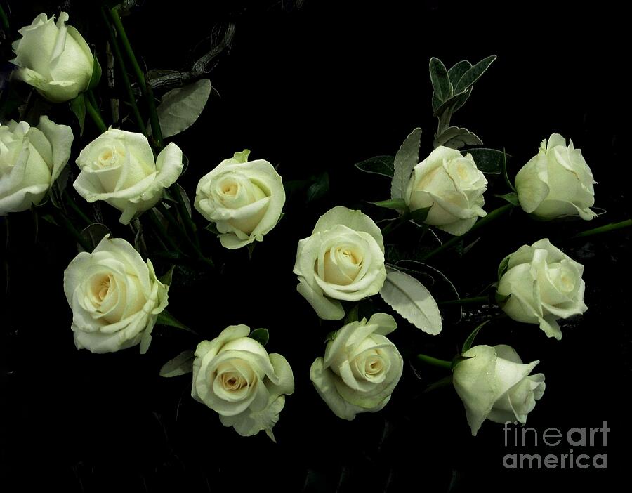 A Garland of Ivory White Roses by Joan-Violet Stretch A Garland of Ivory White Roses by Joan-Violet Stretch