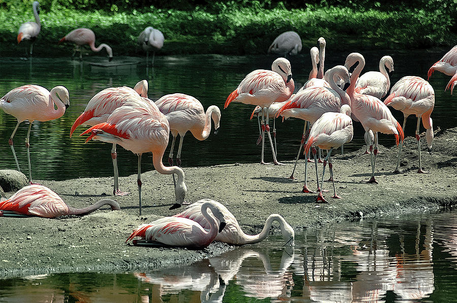 A Gathering of Flamingos by PAUL COCO A Gathering of Flamingos by PAUL COCO