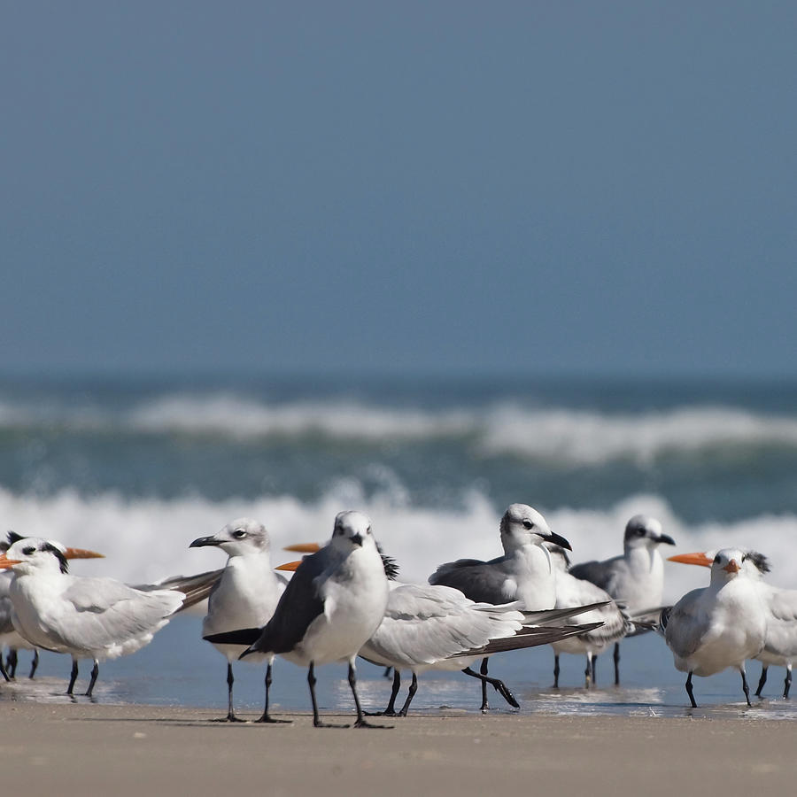 A Gathering Of Gulls Photograph by Dannie Quinn