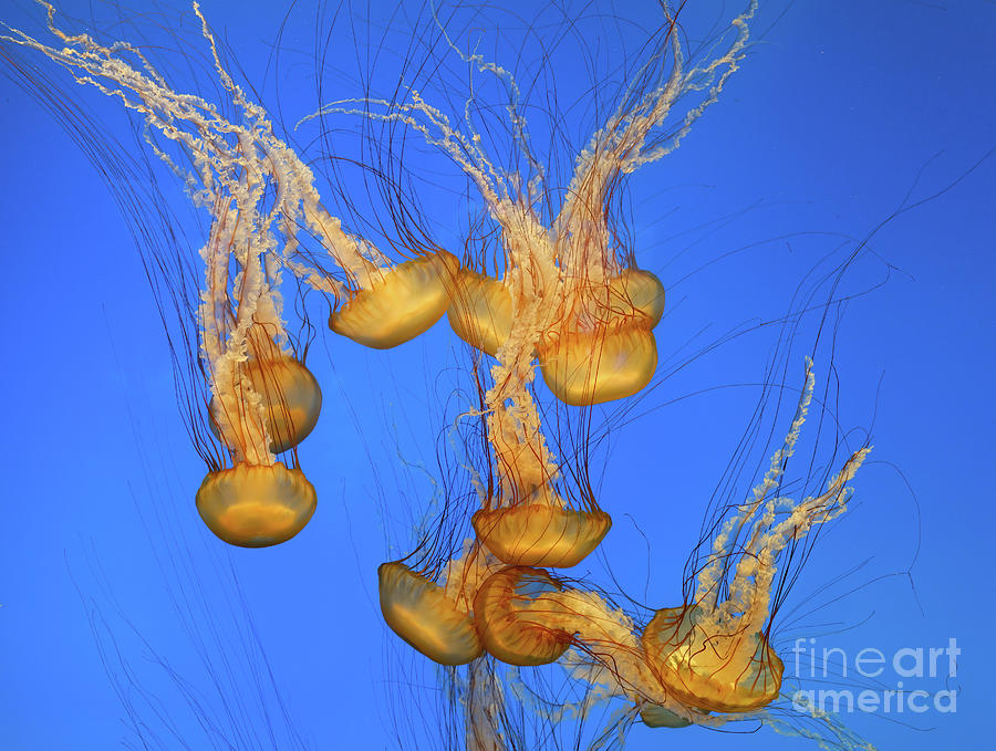 A Gathering of Jellies Photograph by Ava Reaves