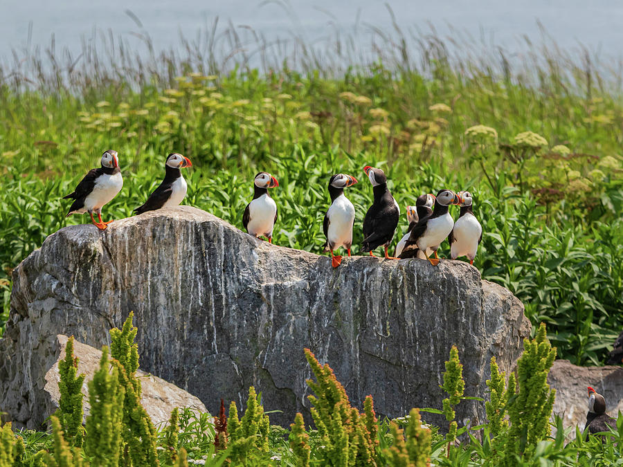 A Gathering of Puffins Photograph by Scene by Dewey