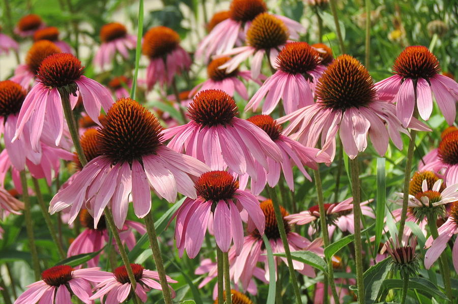 A Gathering Of Purple Coneflowers Photograph by Kay Novy