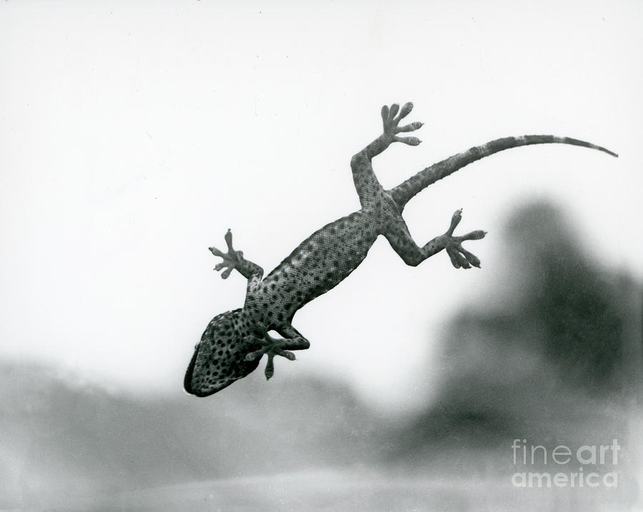 A Gecko Seen From Below As It Climbs On Glass, Showing Its Specialized Foot Pads, London Zoo, August 1928 Photograph by Frederick William Bond