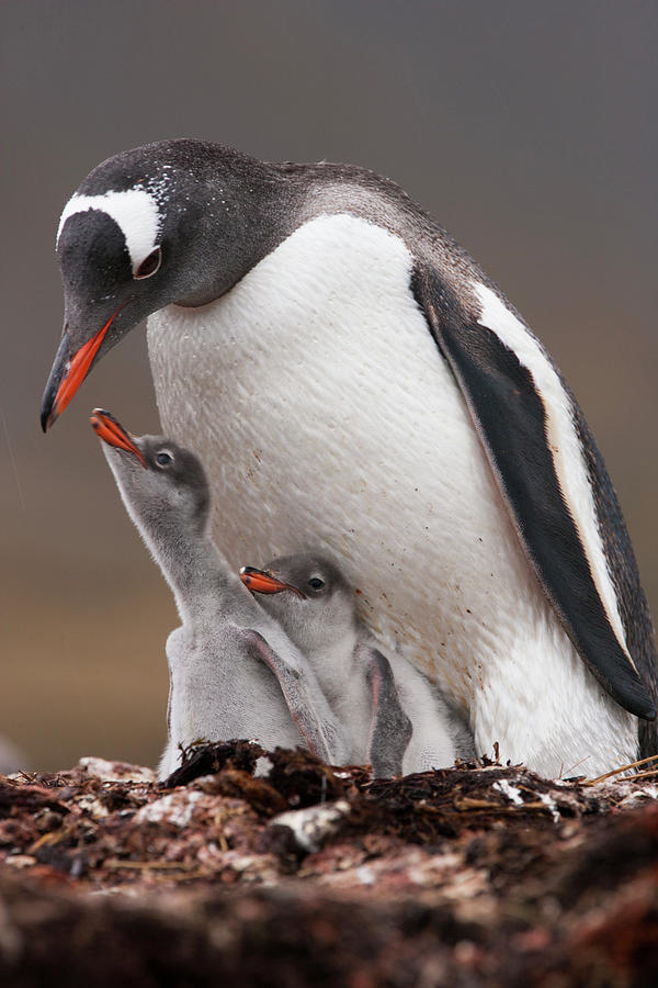 A Gentoo Penguin And Two Chicks On Photograph by Mint Images - Art Wolfe