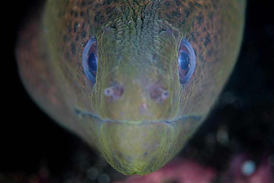 A Giant Moray Eel, Gymnothorax Photograph by Ethan Daniels