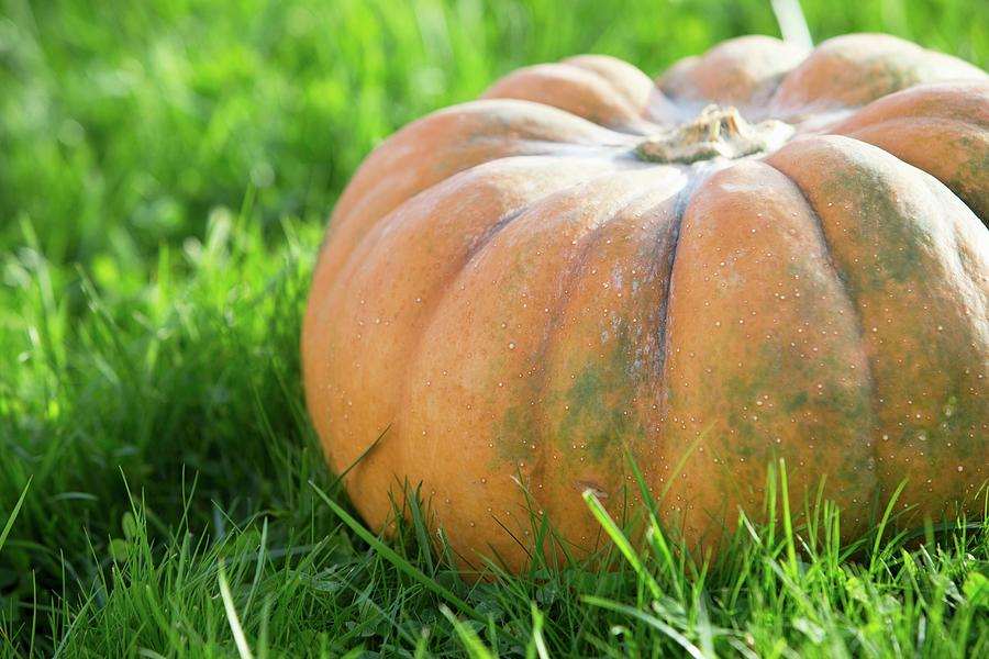 A Giant Pumpkin On Grass Photograph by Lydie Besancon
