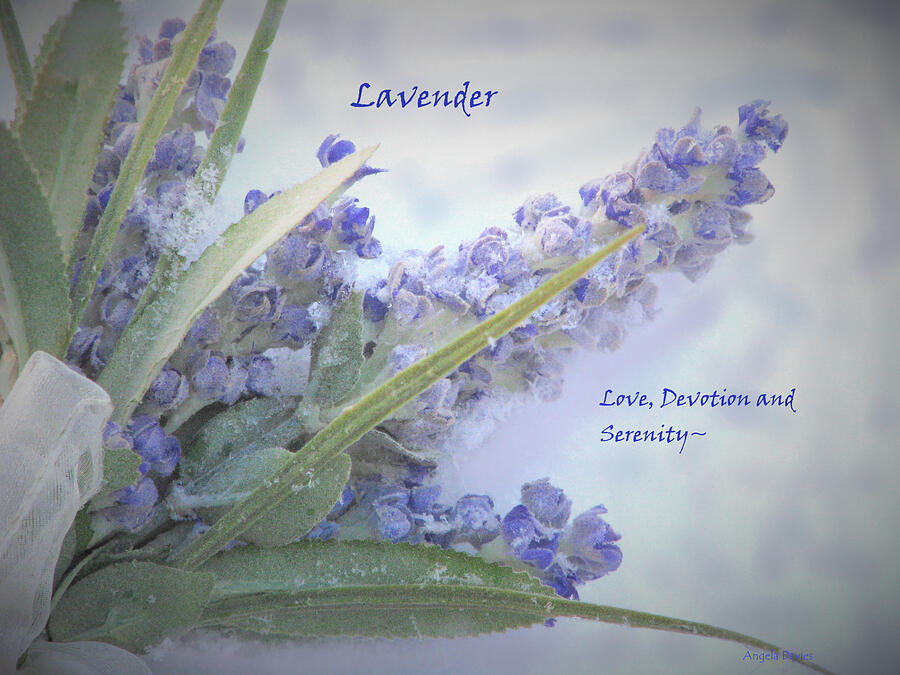 Still Life Photograph - A Gift Of Lavender by Angela Davies