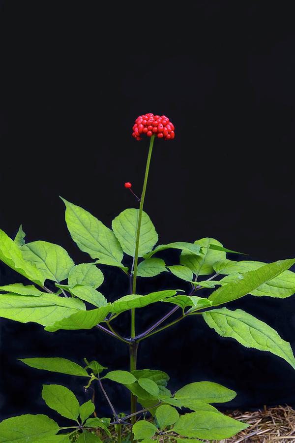A Ginseng Plant With Berries In Front Of A Black Background Photograph by Jalag / Gtz Wrage