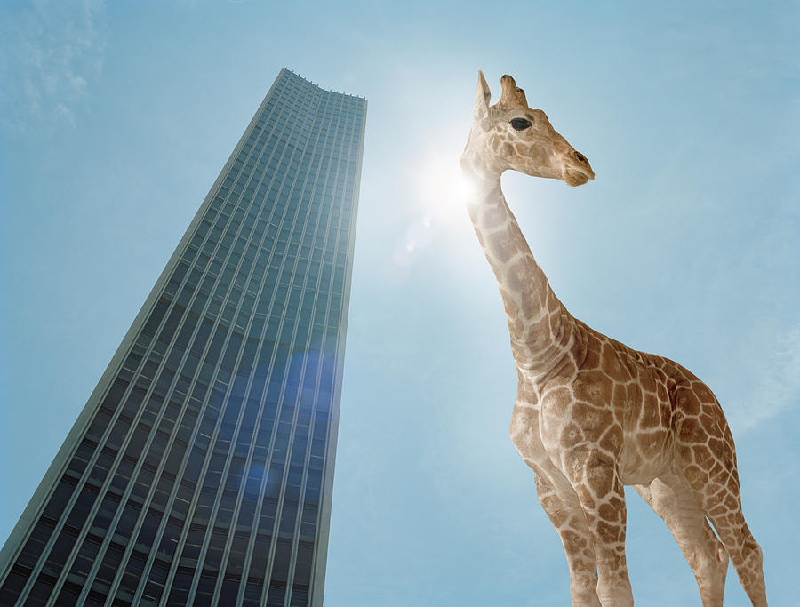 A Giraffe And A Tall Office Building Photograph by Matthias Clamer