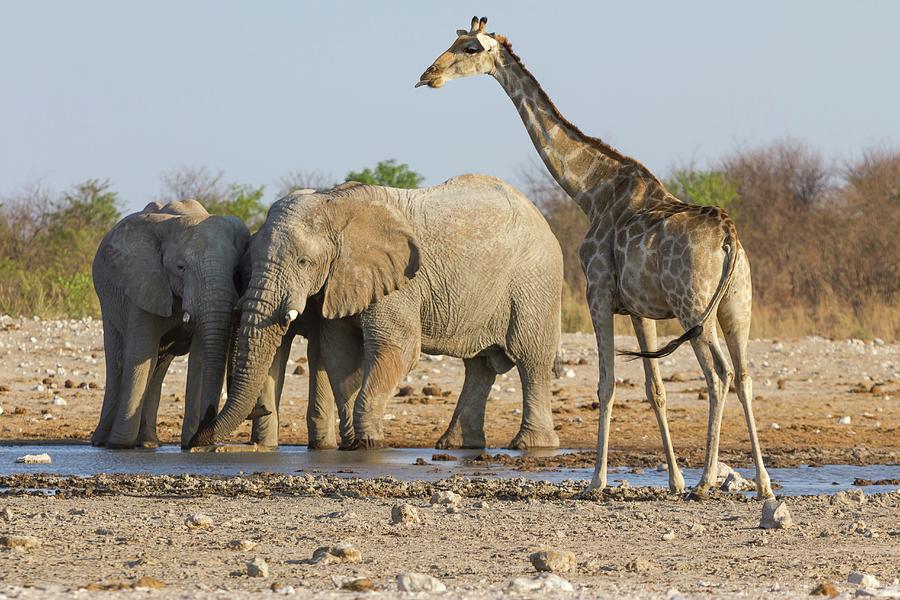 A Giraffe And Elephants At The Dolomite Watering Hole In The West Of The Etosha National Park, Namibia, Africa Photograph by Jalag / Gerald Hnel