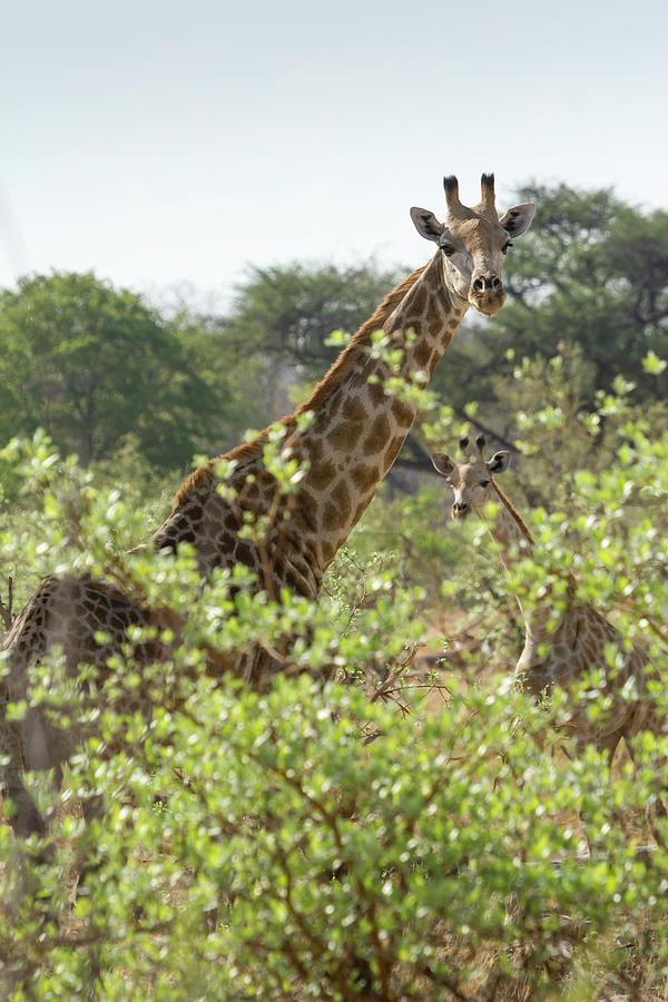 A Giraffe And Her Calf Looking Over Leafy Tress, Namibia, Caprivi, Bwabwata National Park, Africa Photograph by Jalag / Gerald Hnel
