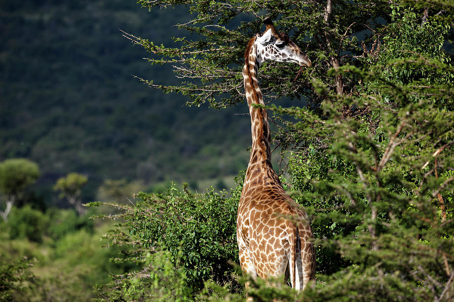 A Giraffe Giraffa Camelopardalis Eating Photograph by Regis Vincent