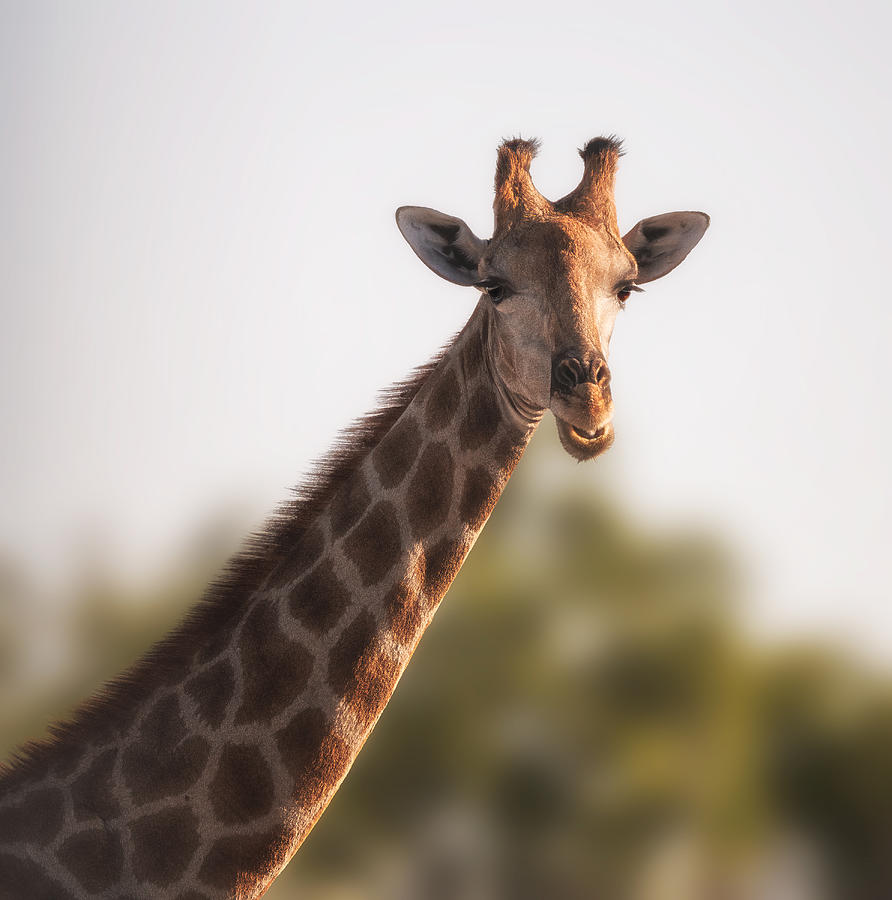 A Giraffe Photograph by Gu And Hongchao