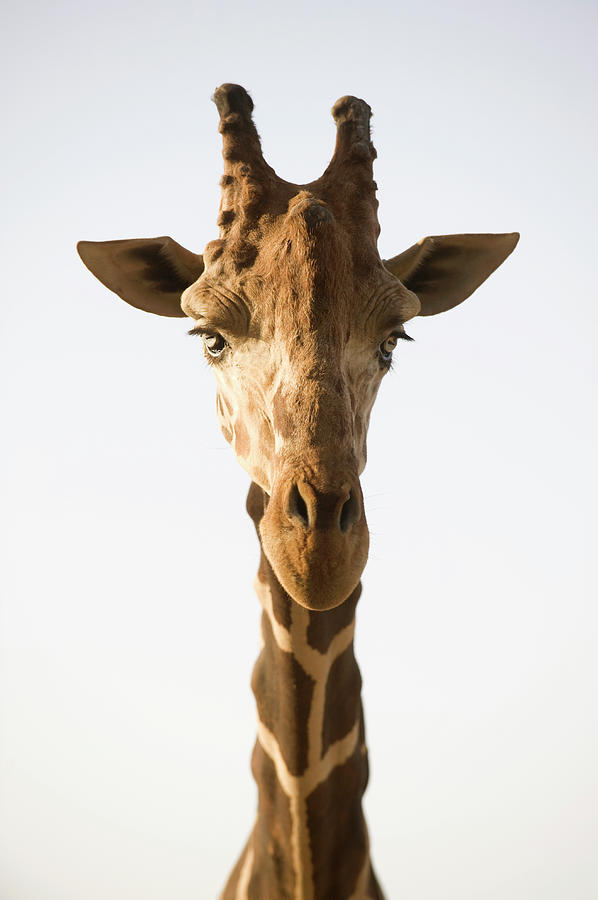 A Giraffe Photograph by Hudzilla