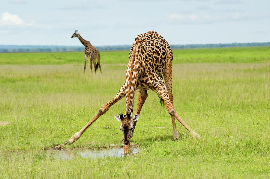 A Giraffe Is Drinking Water And One Is Photograph by Guenterguni