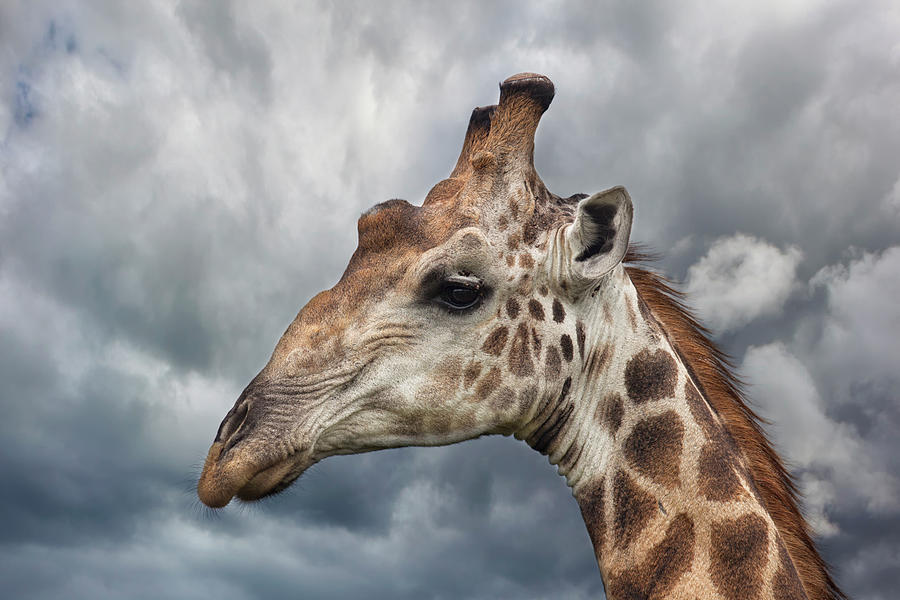 A Giraffe Portrait Photograph by Mario Moreno