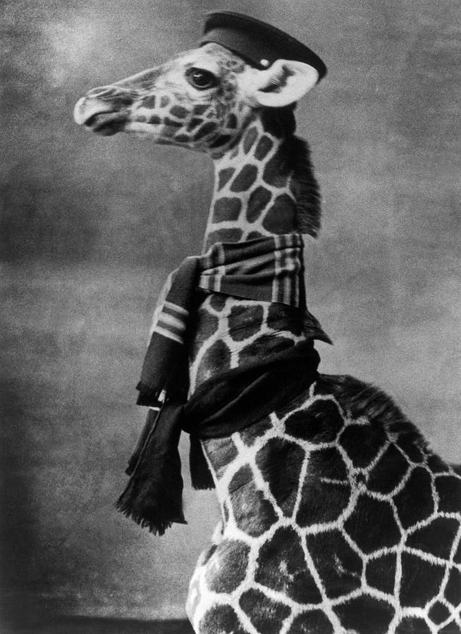 A Giraffe With A Scarf And Hat Photograph by Keystone-france