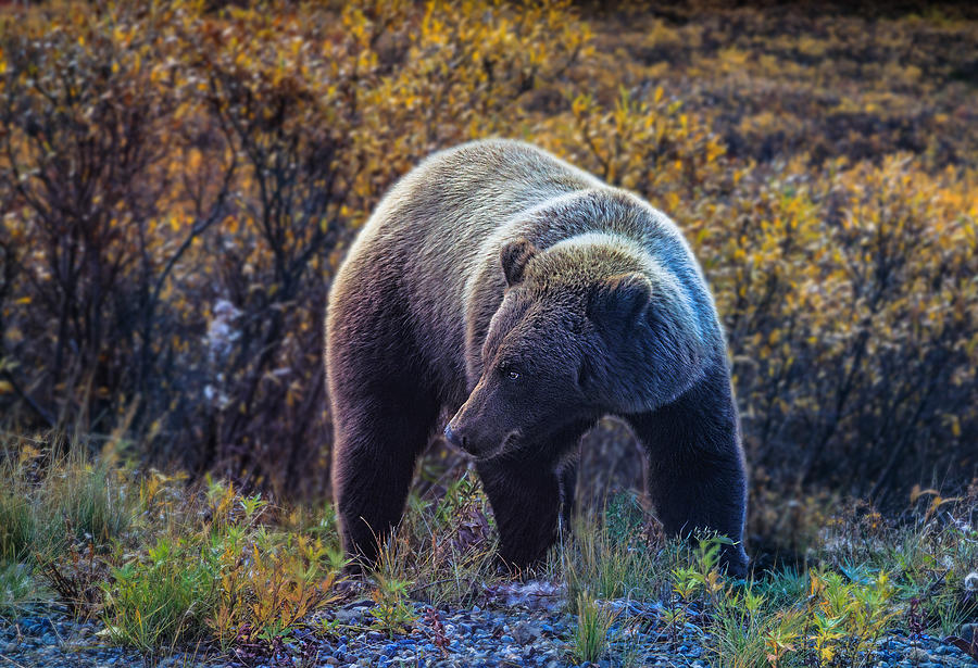 Wildlife Photograph - A Glacier Bear At The Denali Np by Jenny Qiu