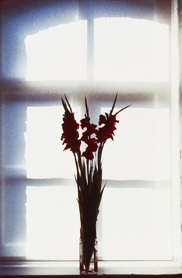A Gladiola In A Vase On A Window Sill Photograph by Oliver Lippert
