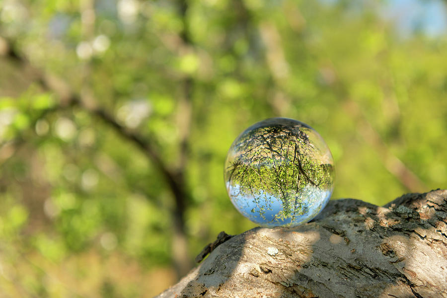 A glass ball lying on a branch of a tree Photograph by Stefan Rotter ...