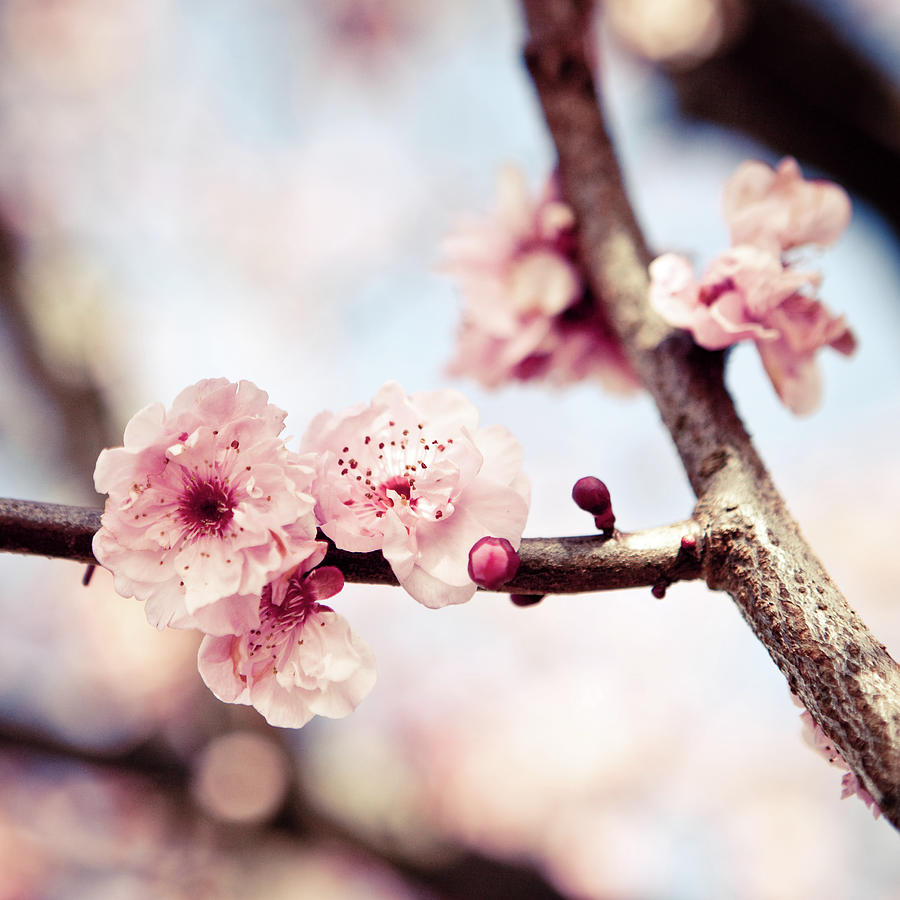 A Glimpse Of Springtime by Photo By Pj Taylor