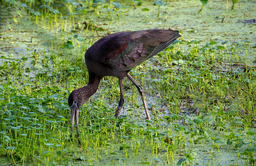 A Glossy Ibis Eating Breakfast at the Circle B Bar Preserve in Florida Photograph by L Bosco