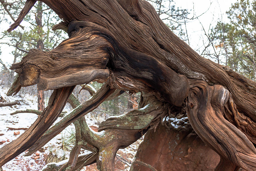 A Gnarled Tree Photograph by Amy Sorvillo