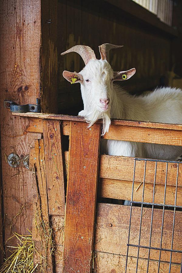 A Goat In A Stall At Vulkanhof, Eifel, Germany Photograph by Jalag / Maria Schiffer