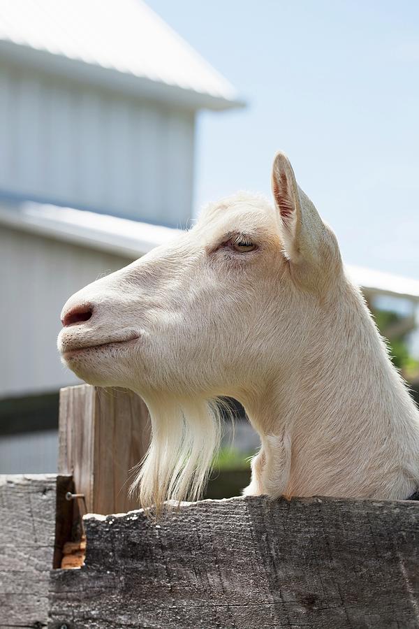 A Goat In An Enclosure On A Farm Photograph by Yelena Strokin