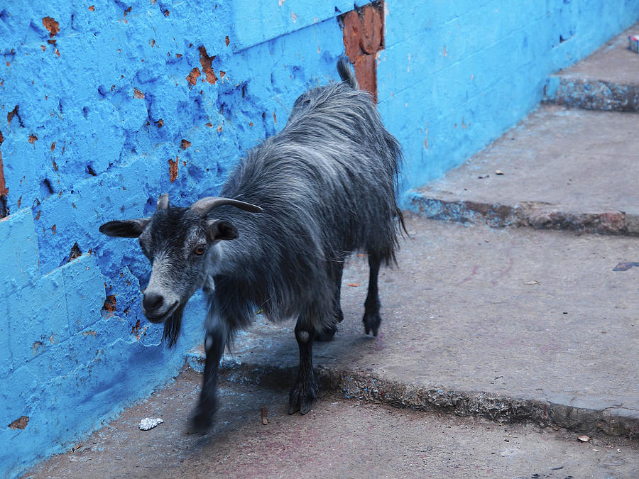 A Goat On A Flight Of Steps In The Medina Of Larache, Morocco Photograph by Jalag / Marion Beckhuser
