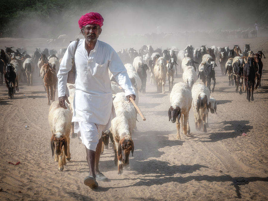 A goatherd in Rajasthan. Photograph by Usha Peddamatham