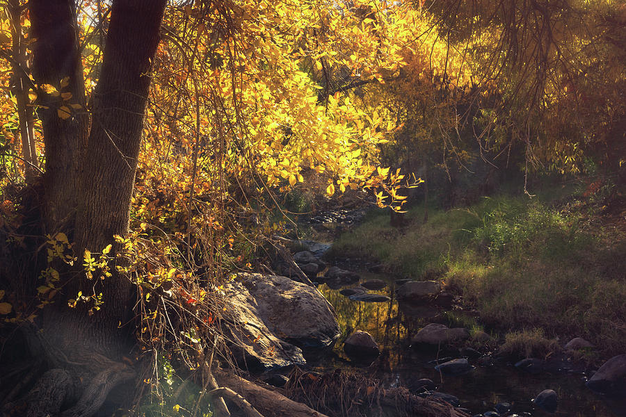A Golden Autumn Morning Creekside  Photograph by Saija Lehtonen