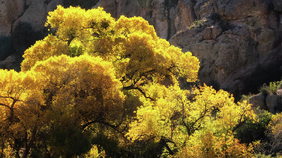 A Golden Desert Autumn  Photograph by Saija Lehtonen