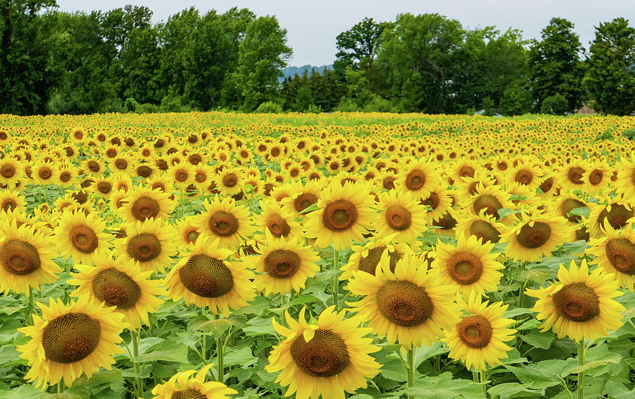 a golden field of sunflowers in Vermont Photograph by Ann Moore