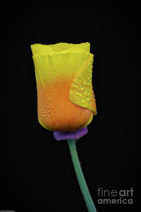 A Golden Poppy Photograph by Mitch Shindelbower
