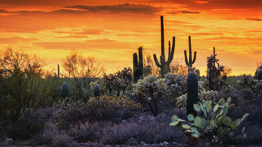 A Golden Saguaro Sunset In The Sonoran  Photograph by Saija Lehtonen