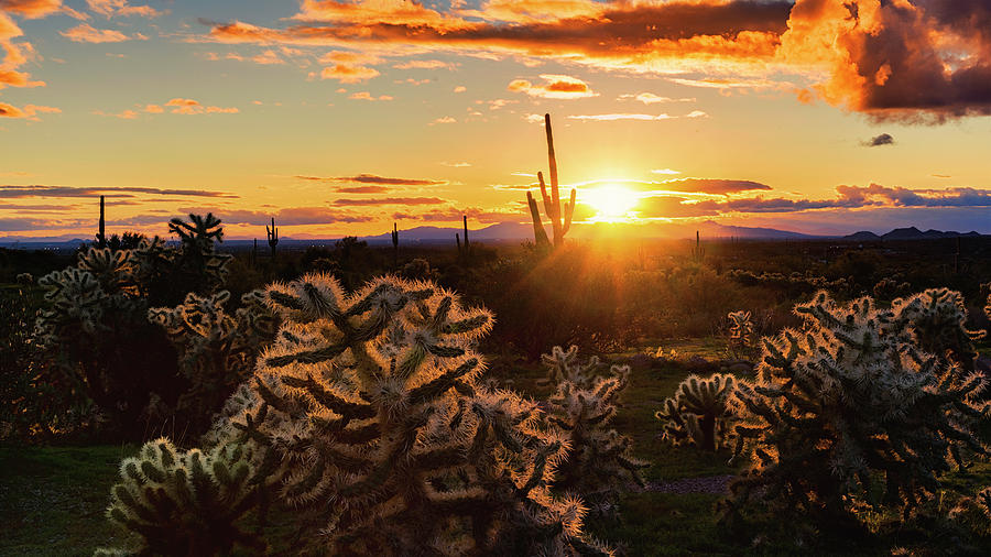 A Golden Saguaro Sunset  Photograph by Saija Lehtonen