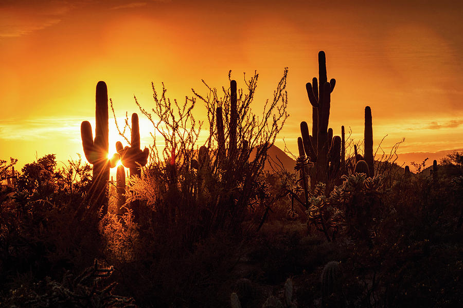 A Golden Winter Sunset In The Sonoran  Photograph by Saija Lehtonen