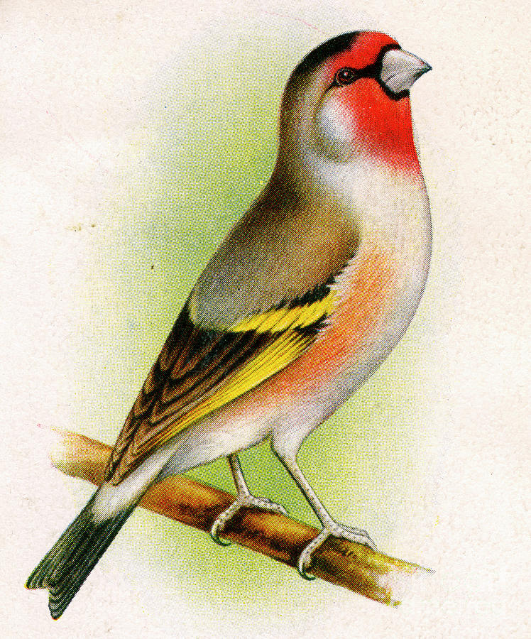 A Goldfinch-bullfinch Hybrid Drawing by Print Collector
