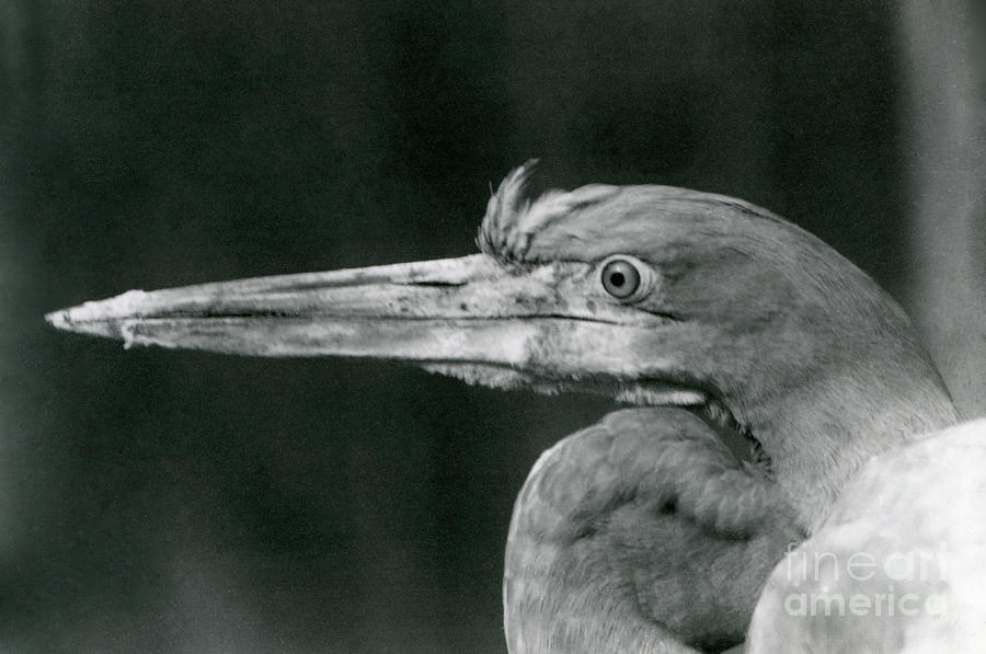 Bird Photograph - A Goliath Heron At London Zoo In 1924 by Frederick William Bond