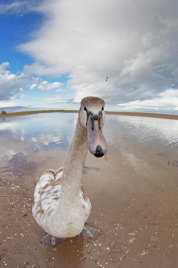 A Goose Standing On The Beach Staring Photograph by John Short / Design Pics