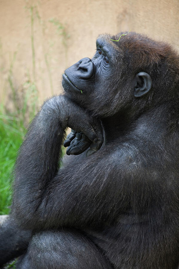 A Gorilla Sits In A Thinking Position Photograph by Michael Interisano / Design Pics