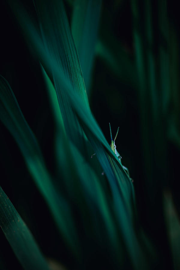 Macro Photograph - A Grasshopper Behind A Leaf by Kazuhiro Komai