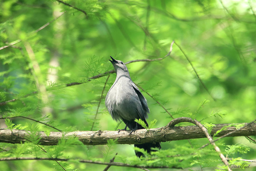 A Gray Catbird Singing in the Pine Tree Photograph by Trina Ansel