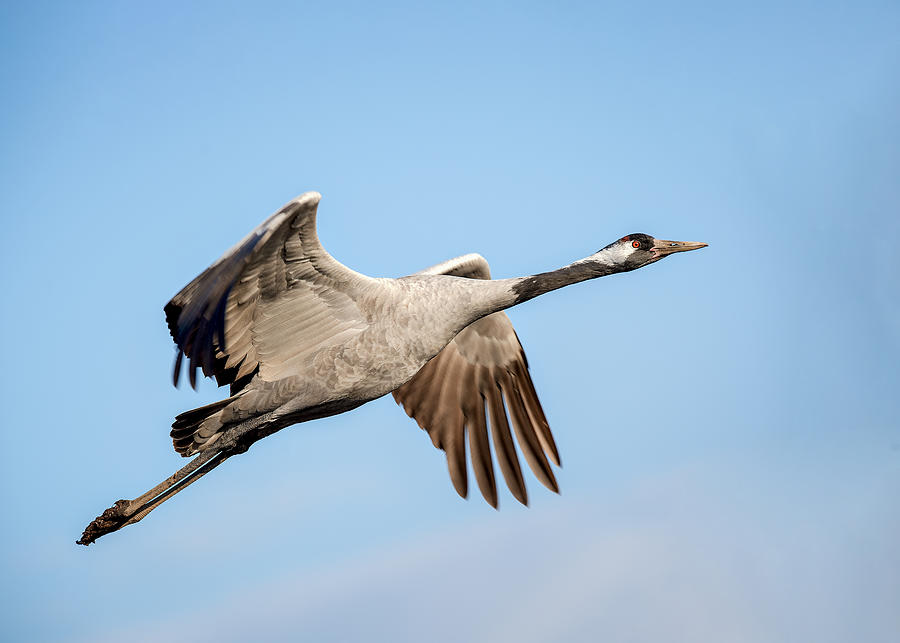 A Gray Crane Photograph by Eyal Amer - Fine Art America