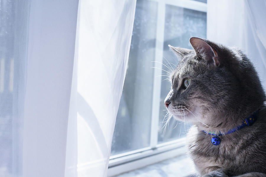 A Gray Tabby Cat With A Blue Collar Photograph by Diane Macdonald ...