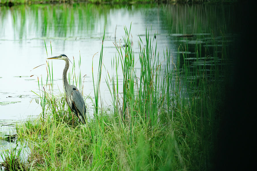 Animal Photograph - A Great Blue Heron (ardea Herodias) Standing At The Edge Of A Pond by Cavan Images