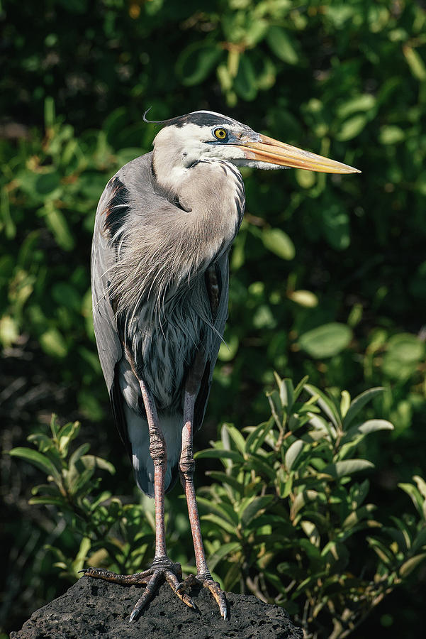 A Great Blue Heron Sits On Top Of A Lava Rock In Galapagos Mangroves 